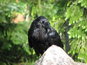 IMG_0471